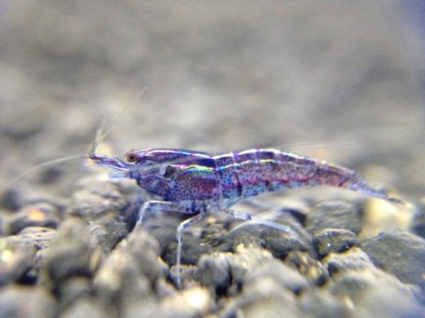 Purple Shrimp