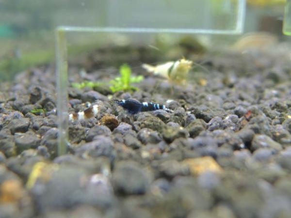 Blue Velvet Shrimp - Neocaridina Davidi Blue Velvet