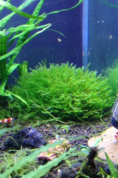 post-118-0-32509200-1428019221_thumb.jpg