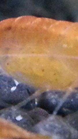 post-3445-139909861882_thumb.jpg