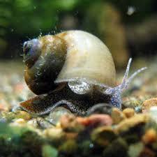 More information about "Gastropoda (Australian Freshwater Snail)"