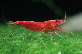 More information about "Cherry Shrimp (Neocaridina davidi) Profile"