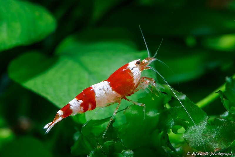 More information about "Crystal Shrimp (Caridina cantonensis)"