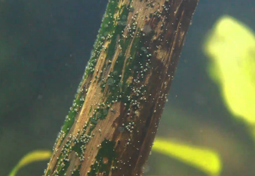 Ostracodes.thumb.png.cb7493a40152ebee10c