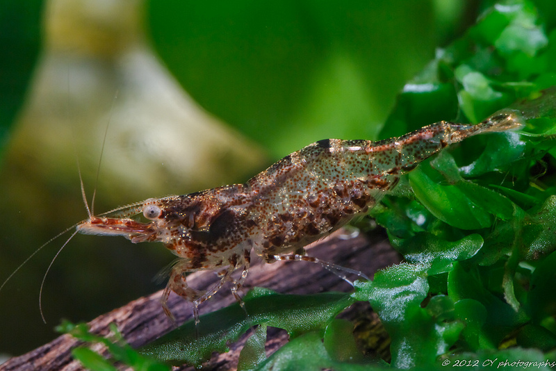 More information about "Caridina sp. 'WA 4' (North Australian Chameleon Shrimp)"