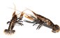 :mini-graphics-fish-688830: