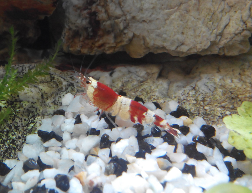 Sexing CRS