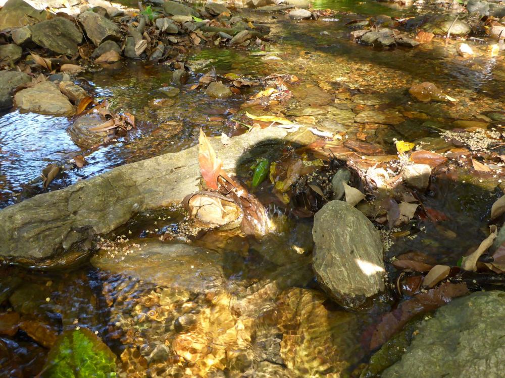 P1040636-P50.thumb.jpg.c03672a76e91fa071