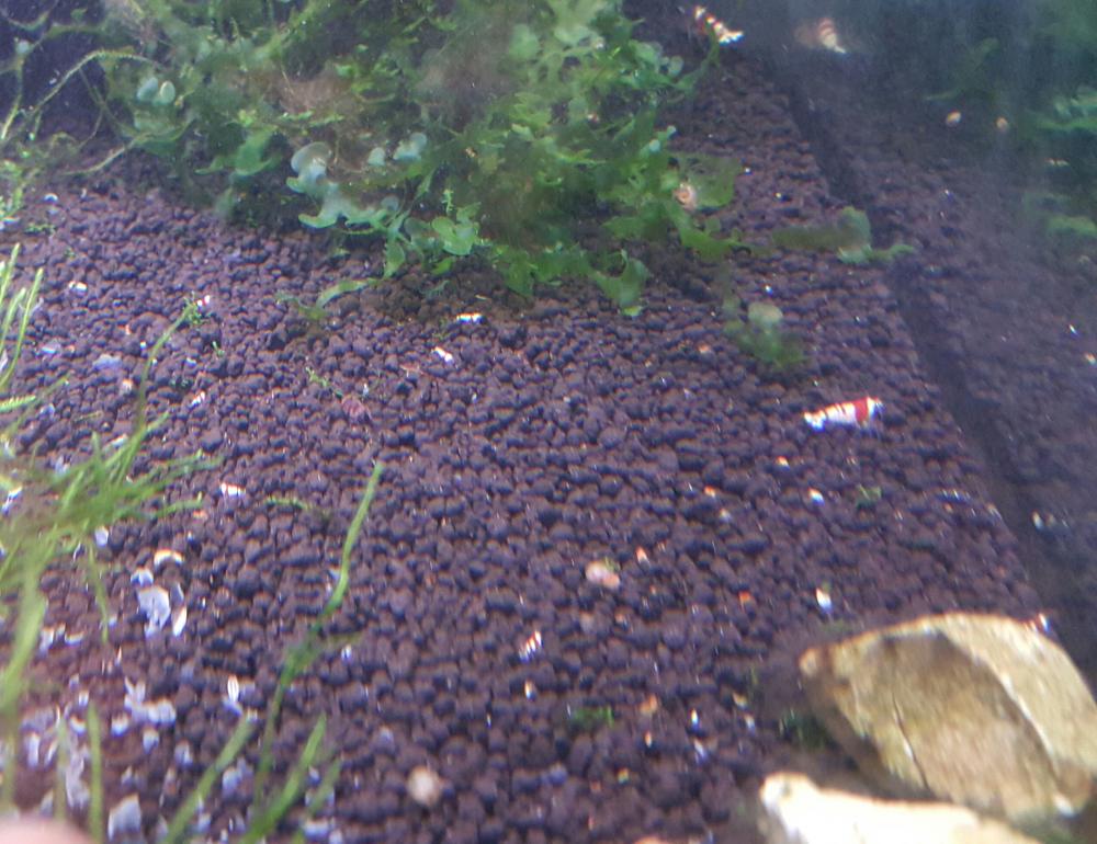 20150720_221042-1.thumb.jpg.936d55d26242