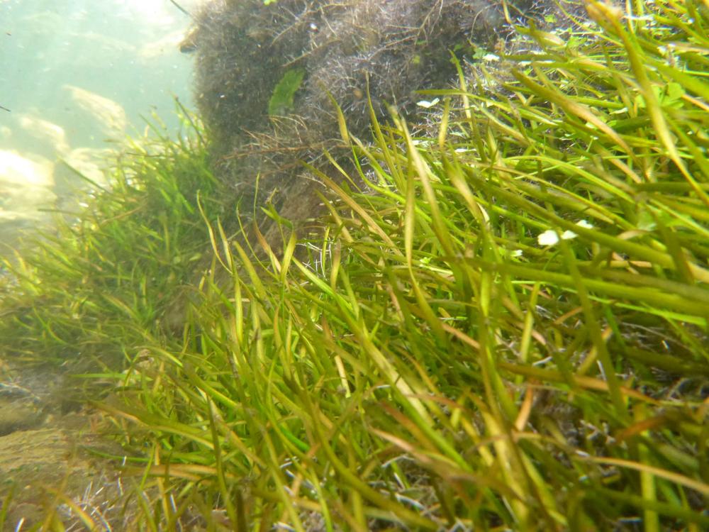P1040693-P50.thumb.jpg.5a8fe82b98d402881