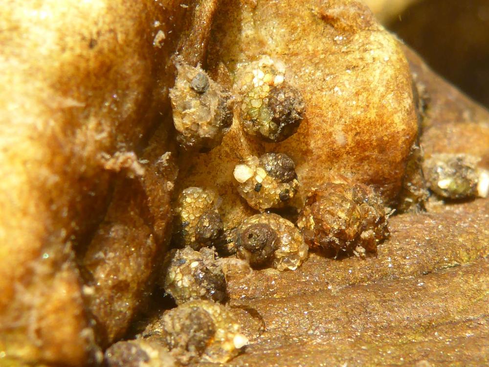 P1040726-P50.thumb.jpg.09003cf7856942c6d