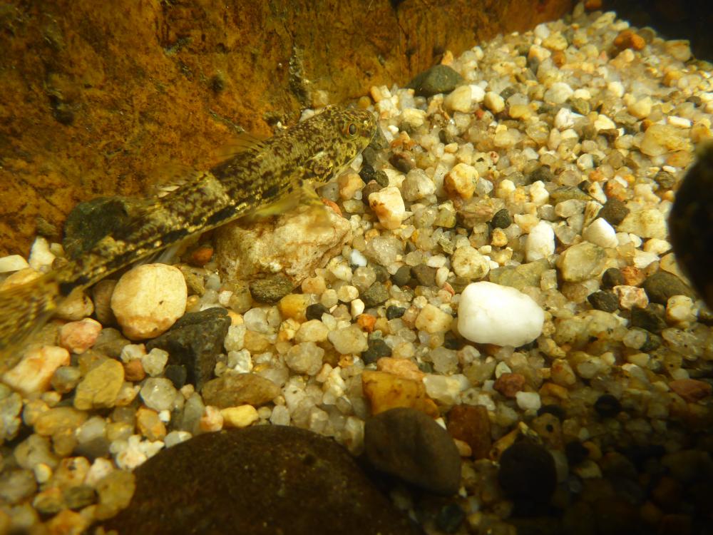 P1040898.thumb.JPG.a381bba1f977ebbdf743d