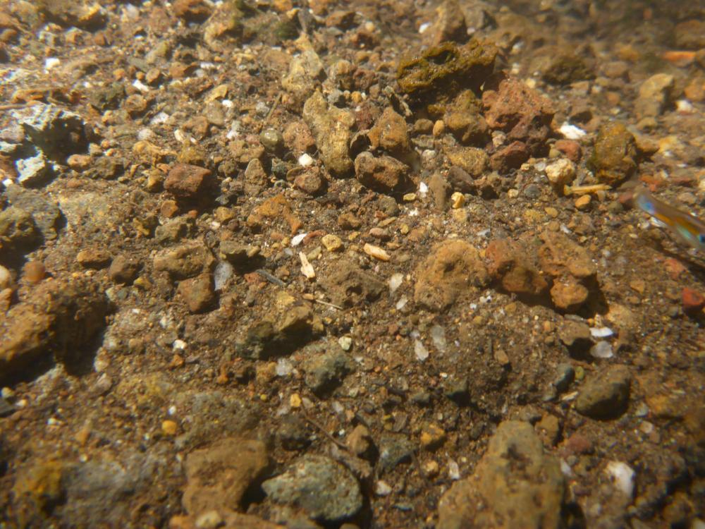 P1040992-P50.thumb.jpg.2cd0afbeaf673bc8b