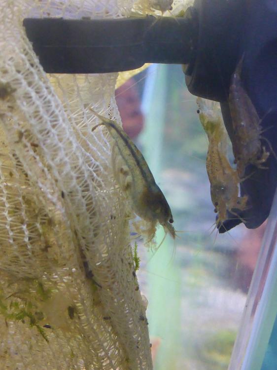 P1060380.thumb.JPG.a02c4041b4edb09ecf618
