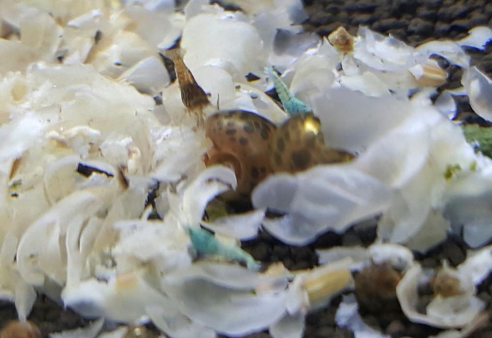 20150816_224555-1.thumb.jpg.399fe953d5a6