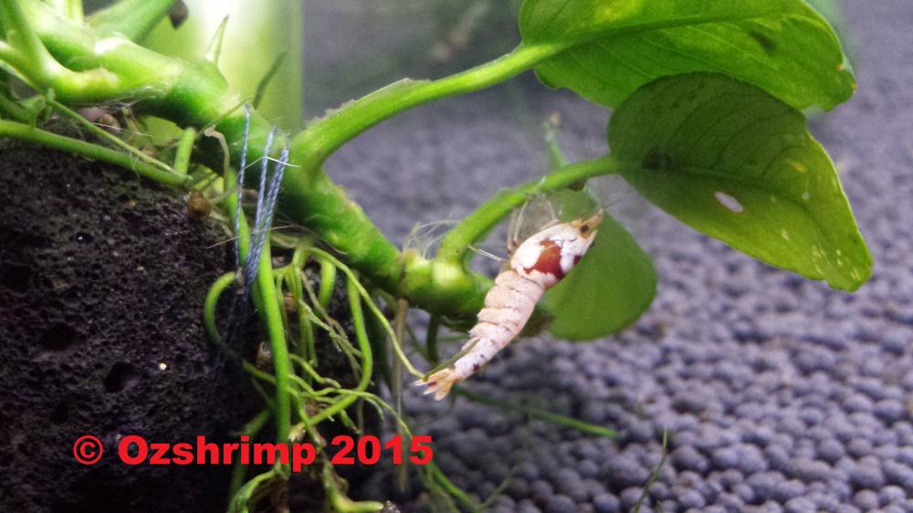 20150819_175558.jpg