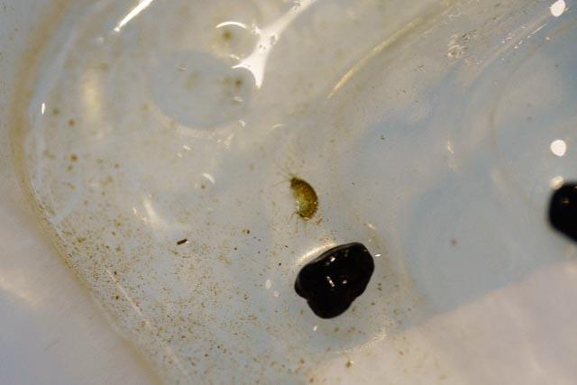 20150823_125154_Aquarium_DSC00232.jpg