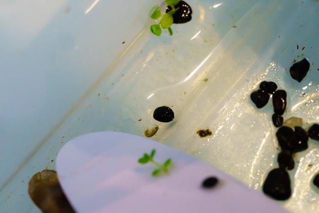 20150823_125251_Aquarium_DSC00235.jpg