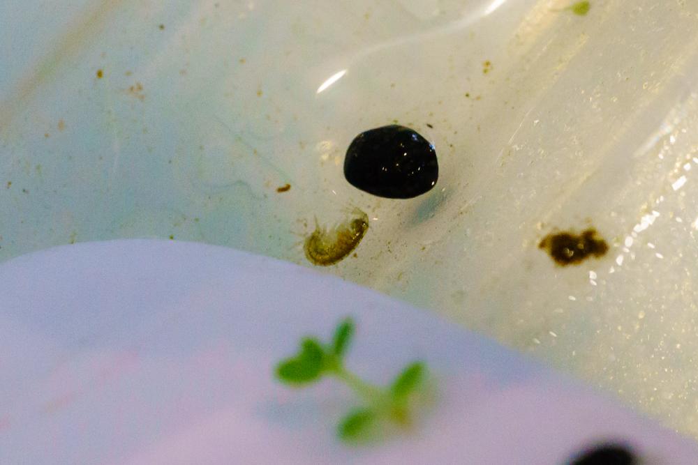 20150823_125251_Aquarium_DSC00235.jpg