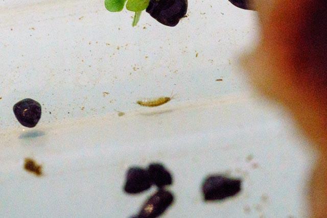 20150823_125414_Aquarium_DSC00240.jpg