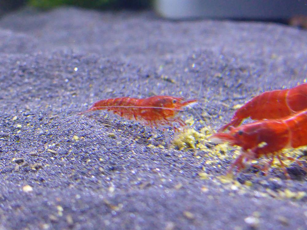 P1060694.thumb.JPG.28b884cc93c3cfa81d999