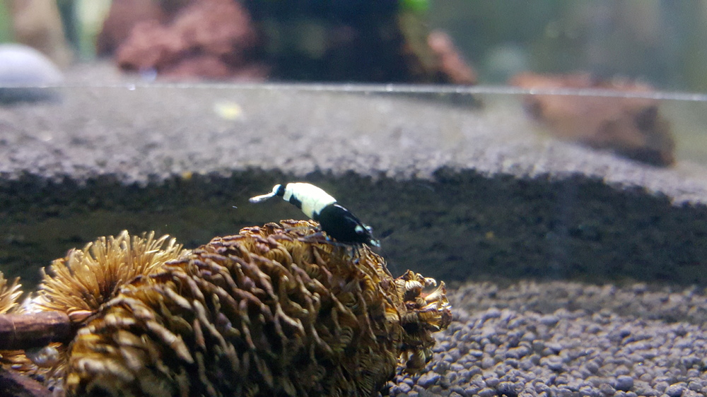 20150908_214846.thumb.jpg.a6004a97ef2faa