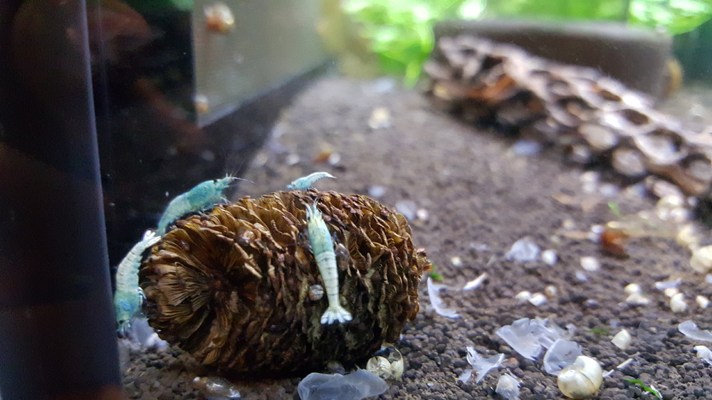 20150918_190555.thumb.jpg.b28175d4f166b5