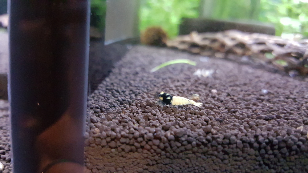 20150918_190627.thumb.jpg.0f0328d1c66724