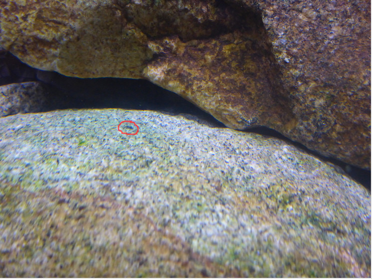 shrimp.jpg