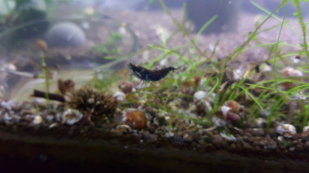 20151027_220800.thumb.jpg.af65ab0ab27f42