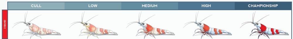 SKF_Caridina_Logemanni_Grades_01.thumb.p