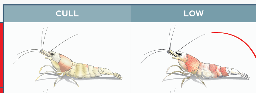SKF_Caridina_Logemanni_Grades_progress.t