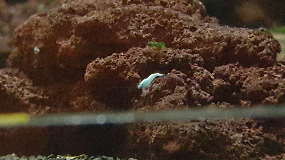 20151116_200327.thumb.jpg.ee48d8b3956158