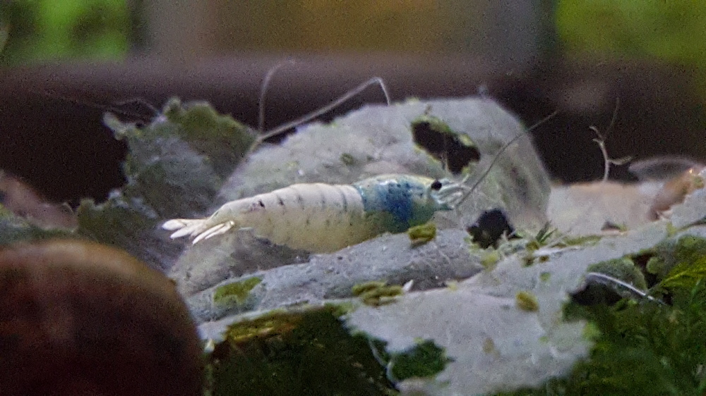 20151116_200442.thumb.jpg.59d554bb3cd604