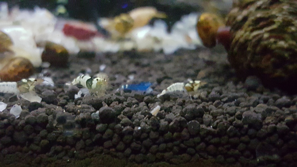 20151122_213938.thumb.jpg.1f2f0f95660ed5