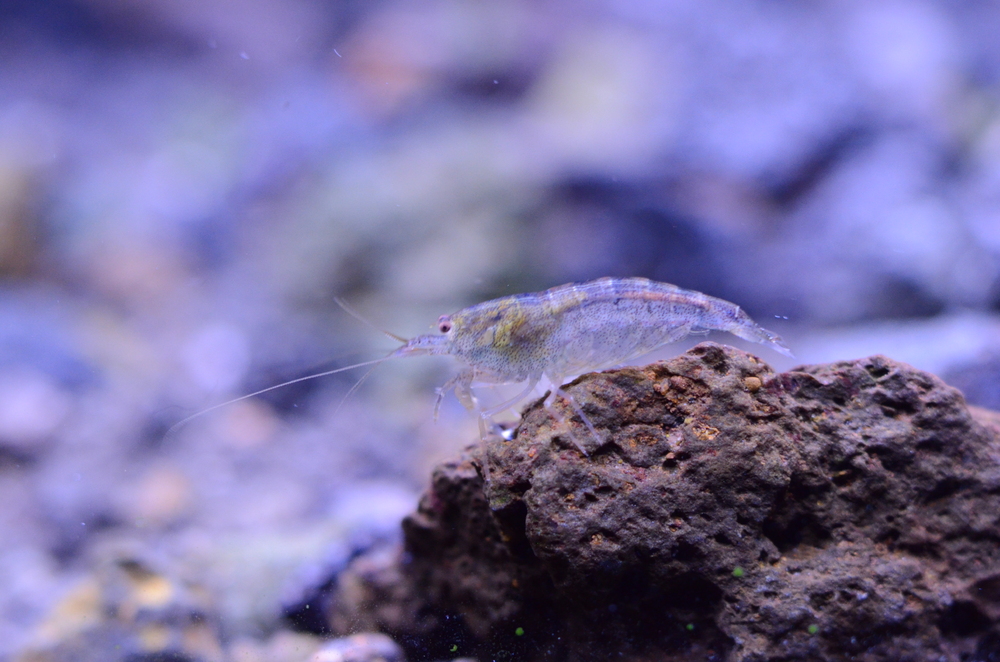 DSC_0088.thumb.JPG.8c2147cadaa4c4d971a78