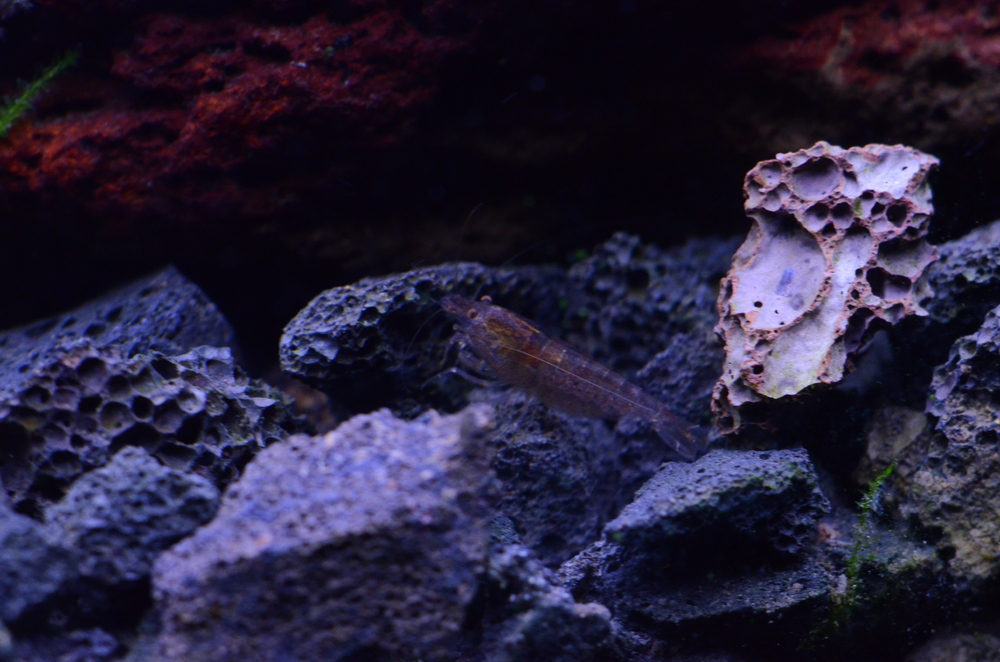 DSC_0262.thumb.JPG.f40f8f8715ee0c89a453c