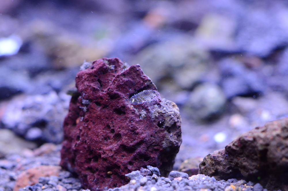 DSC_0386.thumb.JPG.7ce36e1ed2c626c0adc4a