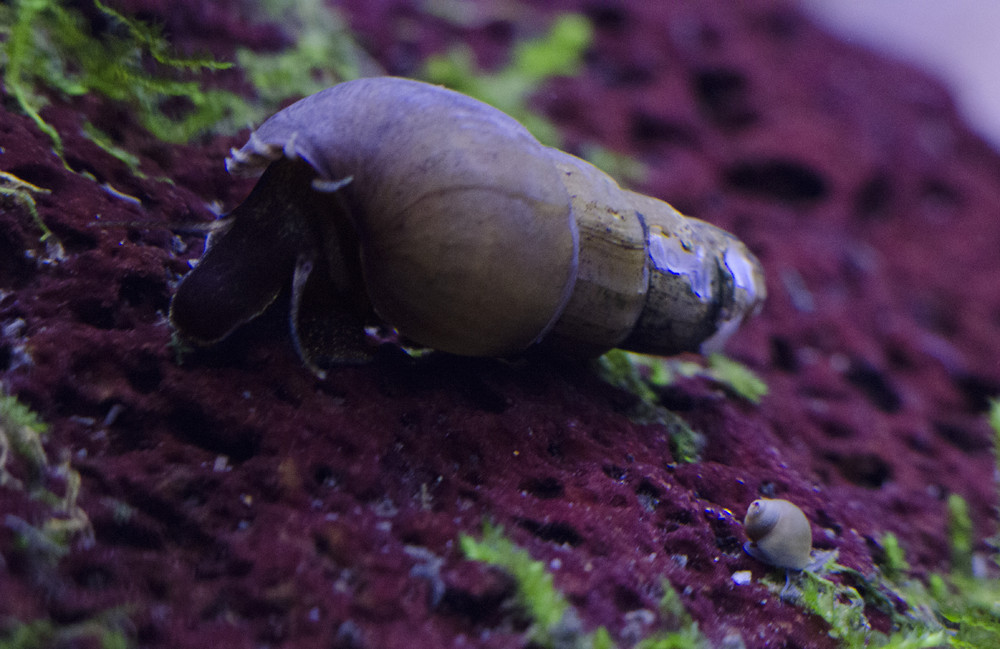 Snails.thumb.jpg.bb07743aa6737f74d352ba5
