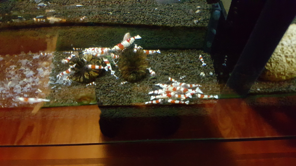 20151209_185914.thumb.jpg.506b02f37253d1