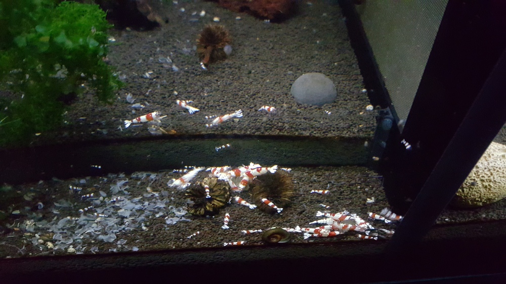 20151209_190132.thumb.jpg.2603cc1c89848e