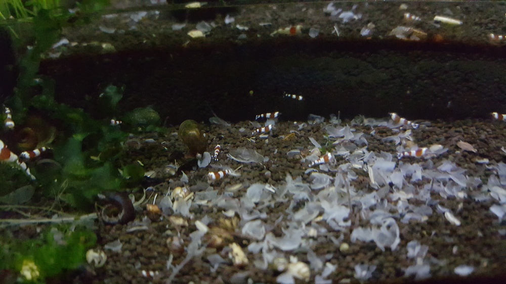 20151209_190209.thumb.jpg.bde54627a3e923