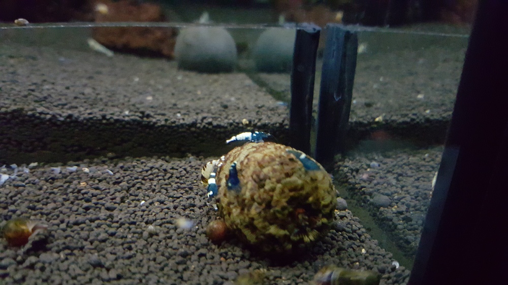 20151209_190741.thumb.jpg.57c55bb5f181b7