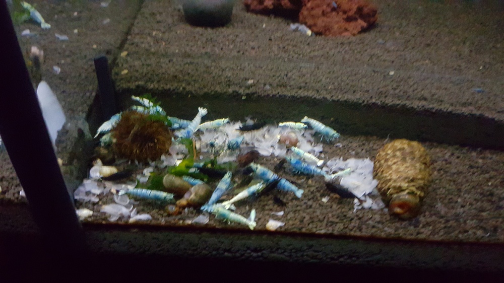20151209_191558.thumb.jpg.52554294e8d6c0