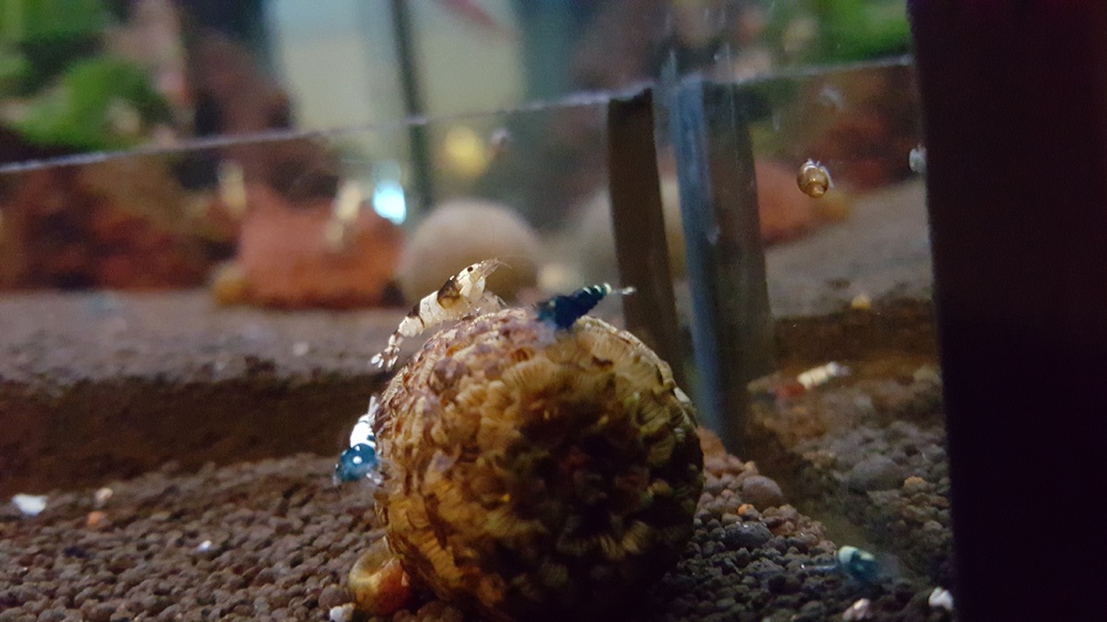 20151209_193109.thumb.jpg.417536819840af