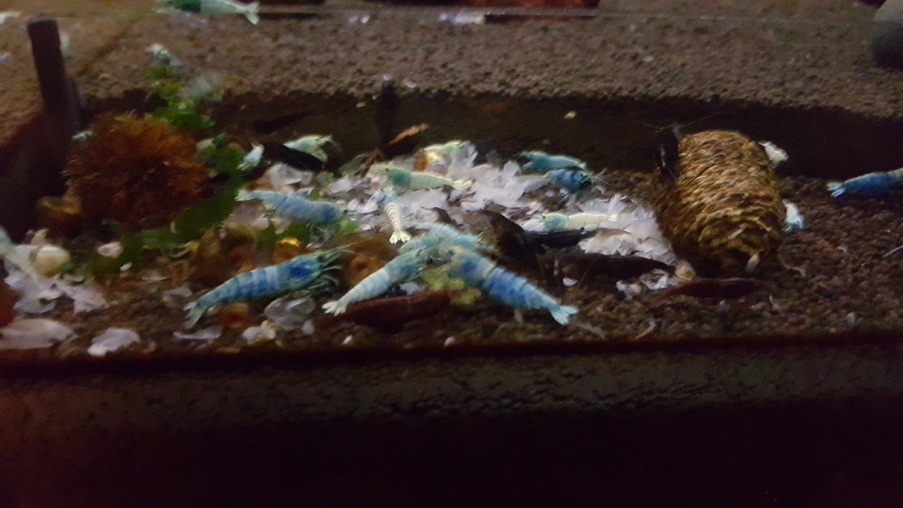 20151209_193142.thumb.jpg.bdefec5027678b