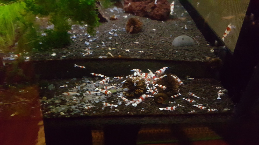 20151209_193203.thumb.jpg.8549b98d1c6179