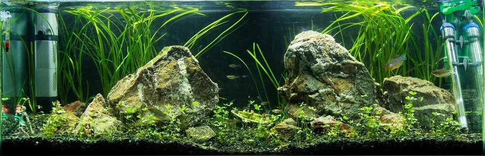 tank2.jpg