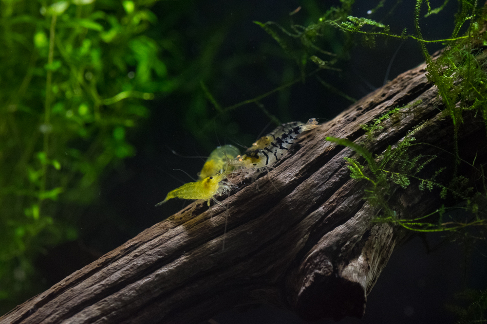 tigers_w_yellows-0090.thumb.jpg.15d790c4
