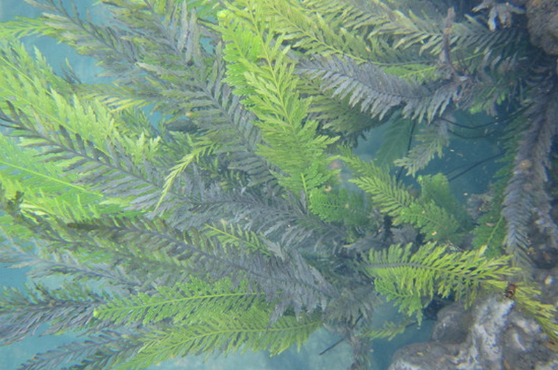 Blechnum obtusatum var francii.jpg